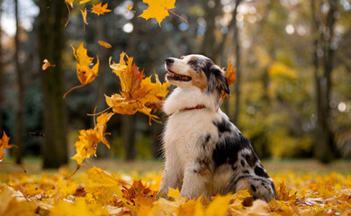 Aussie, the Australian shepherd marble fall in the pile of leaves flying around the leaves of the maple