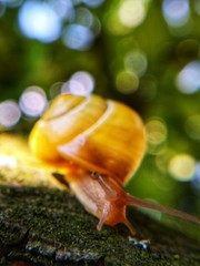 gelbe Schnecke mit Bokeh
