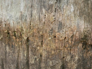 old wood background,bark tree