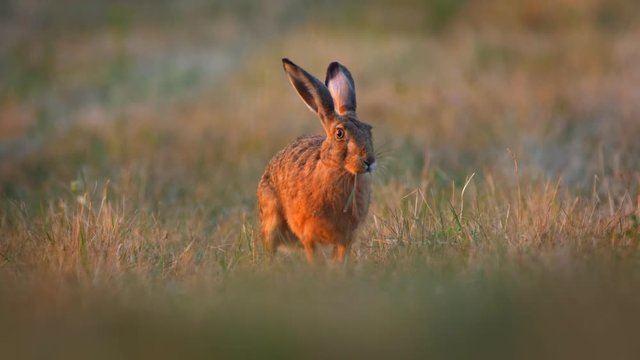 European hare early in the morning