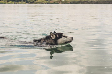 Black and white husky is enjoying, running, hugging in the water, dumb. A sunny day at the lake and in the woods with a dog walk