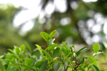 Green leaves tree on bokeh, blurr background, wall paper, natural pattern or texture outdoor from formal gardening.