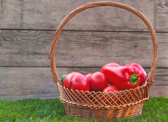 Red tomatoes in wicker basket on the grass