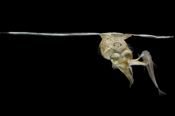 Cuttlefish eating fish with black isolated background