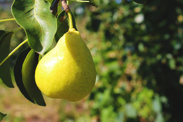 Bright juicy pear hanging on a tree