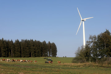 Fototapeta premium Windrad mit Wald und Wiese und Kühen