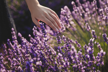 close-up partial view of girl touching beautiful purple lavender flowers