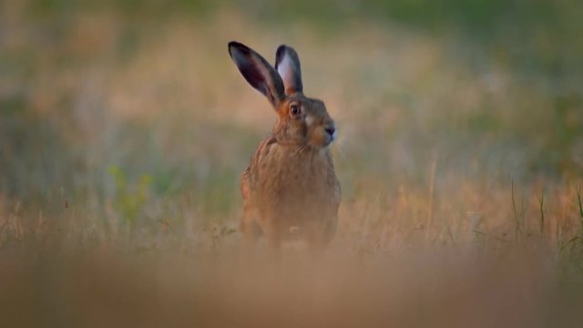 European hare (Lepus europaeus) early in the morning