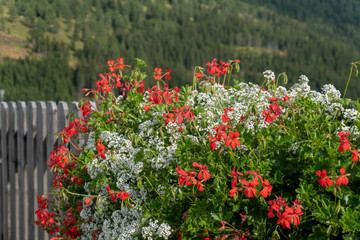 Fototapeta na wymiar Blumen auf dem Katschberg
