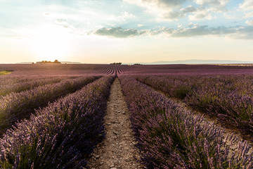 beautiful blooming lavendes on cultivated field at sunset, provence, france