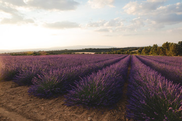 blooming purple lavender flowers on cultivated field in provence, france