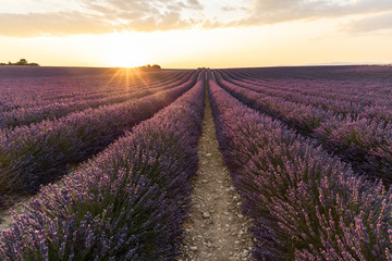 Fototapeta na wymiar rows of beautiful blooming lavender flowers at sunset, provence, france