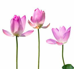 Fototapeta na wymiar lotus flowers isolated