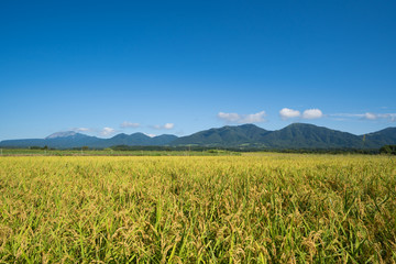 稲と蒜山、大山　(岡山県真庭市蒜山地域より撮影)