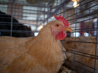 Rooster with red comb in the yard.