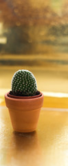 Cactus in a jamb on a golden background