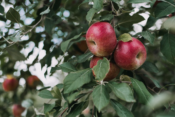 Apples from orchard