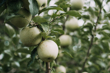 Apples from orchard