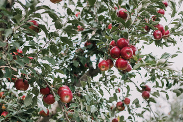 Apples from orchard