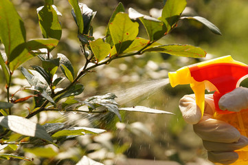 A stream of liquids highlighted by the sun. Spraying or sprinkling or plants with a spray.