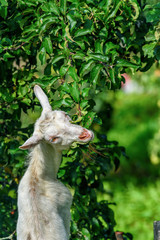 a goat eats leaves on a tree 