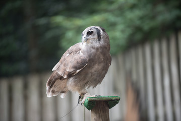 Animals of the Zoo - Birds