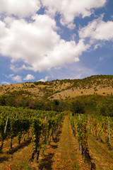 Fototapeta na wymiar Wine production. Beautifully located vineyards at the slope of the limestone mountain.