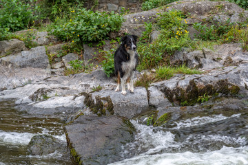 Collie by the Stream
