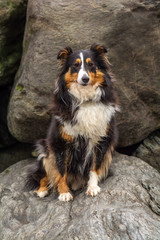 Sheltie on the rocks