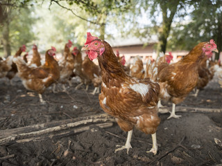 free roaming brown chickens on organic farm in the netherlands near scherpenzeel in the province of utrecht