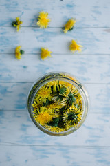 Dandelions blooming in a glass jar on a blue wooden background