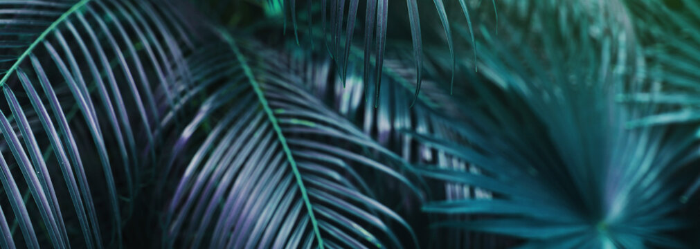 Website banner of tropical palm leaves an foliage in dark soft colors. Concept of blog heading, tropical theme, summer blog header. flora and plants.