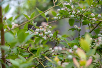 ブルーベリーの若い実