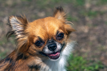 Happy Chihuahua