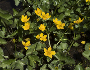 Marsh marigold or kingcup (Caltha palustris) in flower. Botanical Garden, KIT Karlsruhe, Germany,...