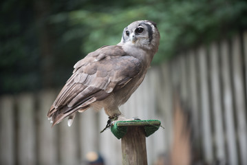 Animals of the Zoo - Birds