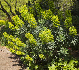 Large Mediterranean spurge (Euphorbia characias) in flowers. Botanical Garden, KIT Karlsruhe, Germany, Europe