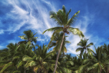 Fototapeta na wymiar Palm 