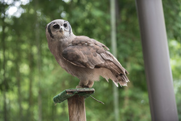 Animals of the Zoo - Birds
