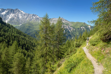 Fototapeta na wymiar path crossing beautiful alpine mountain and forest under blue sky