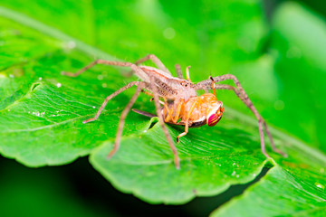 Male Slender Crab spider or small huntsman (Arachnida: Araneae: Philodromidae: Tibellus oblongus) eating a signal fly (Platystomatidae Scholastinae) on a green leaf isolated with black background