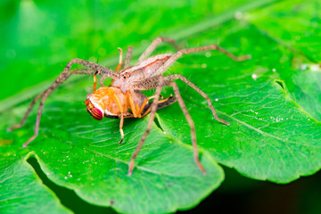 Male Slender Crab spider or small huntsman (Arachnida: Araneae: Philodromidae: Tibellus oblongus) eating a signal fly (Platystomatidae Scholastinae) on a green leaf isolated with black background
