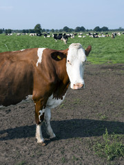 closeup of red and white cow in meadow with other cows near woudenberg in the province of utrecht in the netherlands