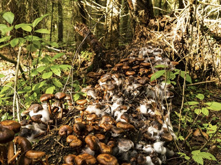 Mushrooms in the forest. Autumn mushrooms in mold.