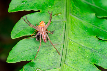 Male Slender Crab spider or small huntsman (Arachnida: Araneae: Philodromidae: Tibellus oblongus) eating a signal fly (Platystomatidae Scholastinae) on a green leaf isolated with black background