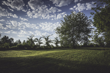 Grassy Field with Trees