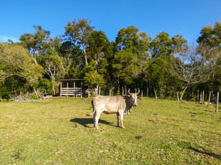 Fototapeta premium Cattle at Sertao do Ribeirao, in the south of Florianopolis, Brazil