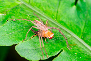 Male Slender Crab spider or small huntsman (Arachnida: Araneae: Philodromidae: Tibellus oblongus) eating a signal fly (Platystomatidae Scholastinae) on a green leaf isolated with black background