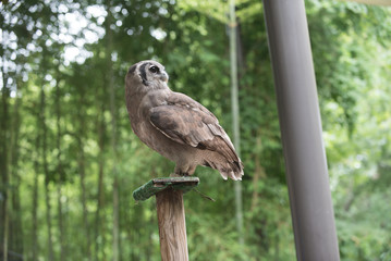 Animals of the Zoo - Birds