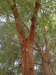 Prosopis cineraria - United Arab Emirates - National trees